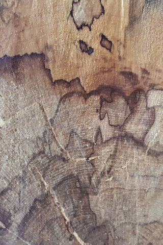 Nature's Masterpiece: The Wonderful Tree