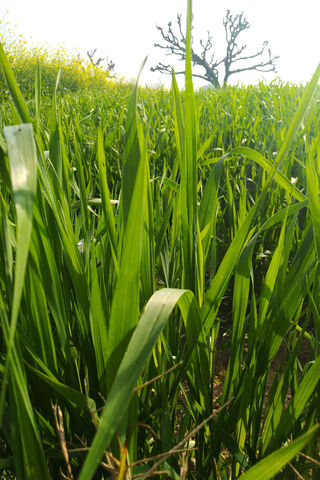 Wheat Grass