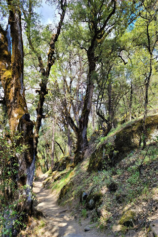 Enchanted Forest Trail 🌲✨