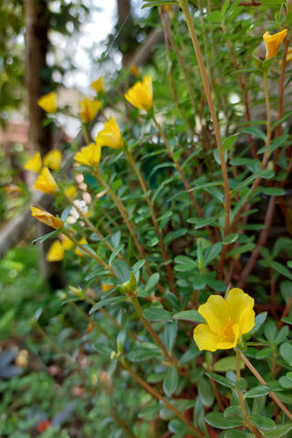 Yellow Flower