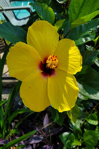 Sunshine Blossom: The Vibrant Yellow Hibiscus