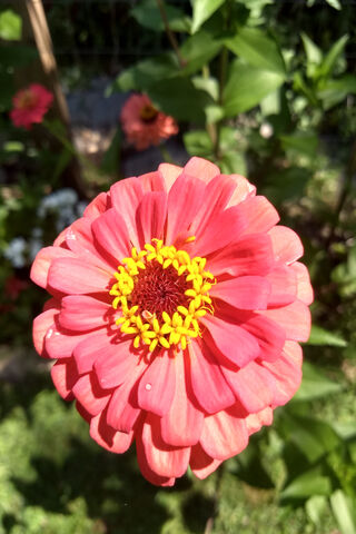 Zinnia