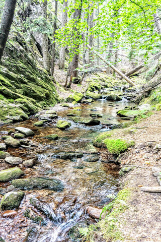 Tranquil Stream in Nature's Embrace 🌲💧