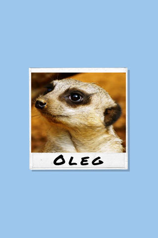 Oleg the Curious Meerkat 🐾