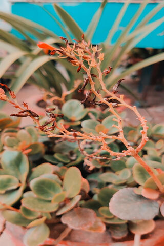 Wild X2: Nature's Resilience 🌱✨