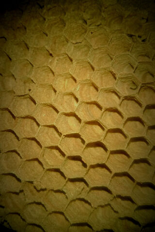 Nature's Marvel: The Honeycomb Structure 🍯🐝