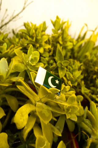 Symbol of Unity: The Pakistani Flag 🌿🇵🇰