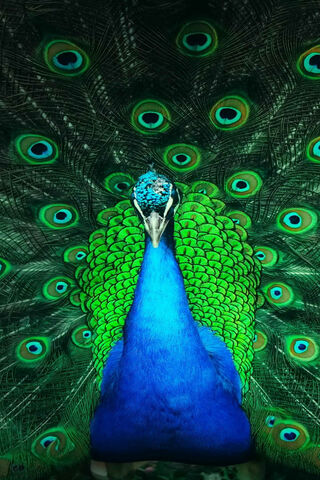 Majestic Splendor: The Peacock's Dance 🦚✨