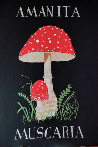 The Enigmatic Amanita Muscaria 🍄✨