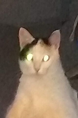 Herbie: The Mysterious Feline Guardian 🐾✨