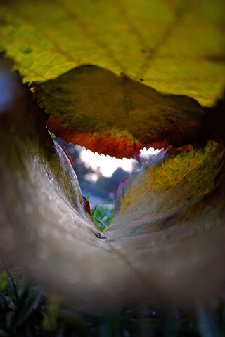 Whispers of Autumn 🍂