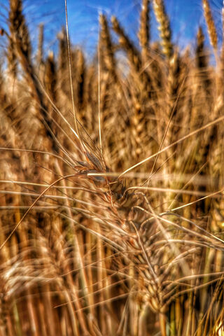 Golden Fields of Wheat 🌾✨