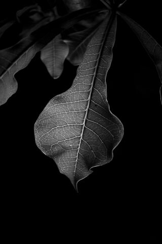 Nature's Elegance: The OLED Leaf