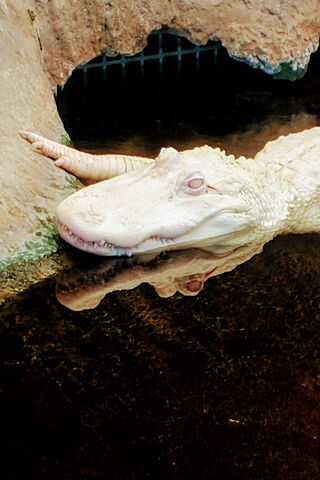 The Enigmatic Albino Gator: Nature's Rare Gem 🐊✨