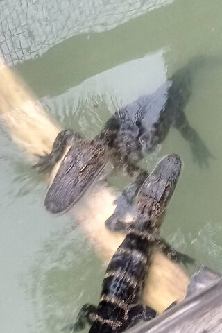 Gators in Their Element 🐊🌊