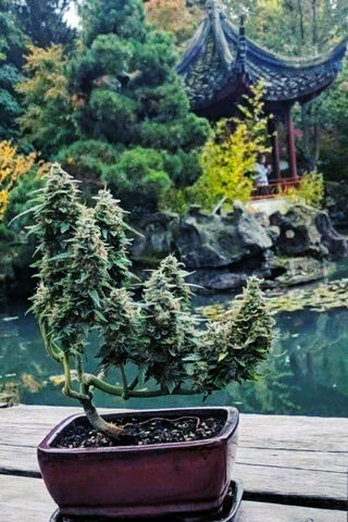 Bonsai Bliss: The Art of MaryJane
