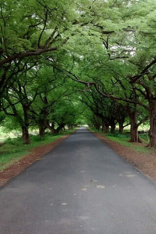 Emerald Canopy: A Journey Through Green Road 🌳✨