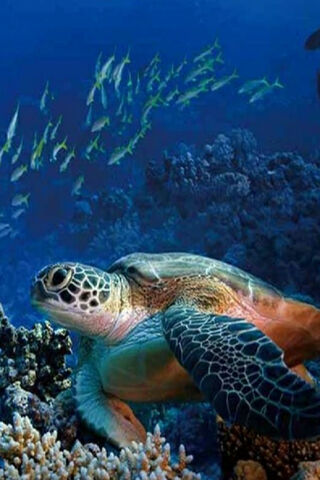 Underwater Hero: The Ninja Turtle of the Sea 🐢🌊