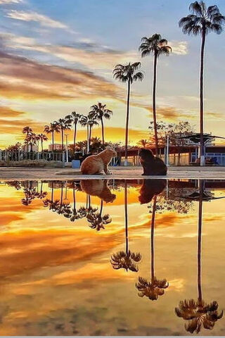 Sunset Serenity: Feline Reflections 🌅🐾