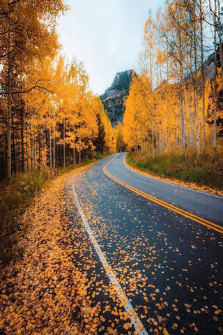 A Road In Sweden