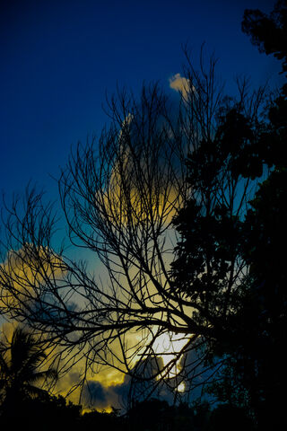 Twilight Whispers 🌅