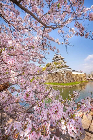 Springtime Serenity at Kishiwada Castle 🌸🏯