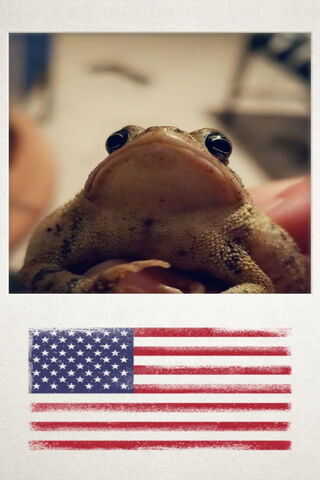 MERICA The Frog: A Patriotic Hopper! 🇺🇸🐸