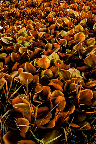 Journey Through Nature's Palette 🌿✨