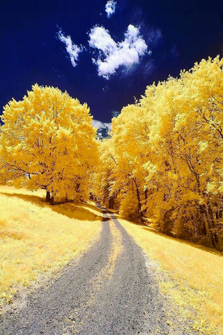 Golden Pathway to Adventure 🌟