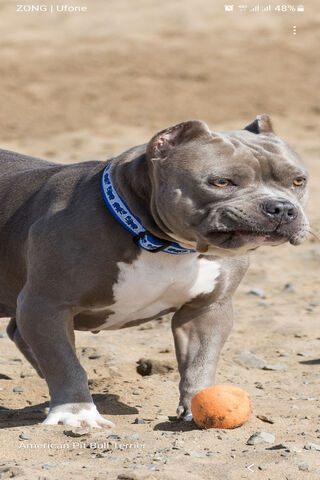 Playful Spirit of the American Pitbull 🐾