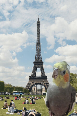 Cockatiels in the City of Love 🐦❤️