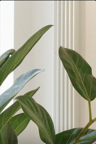Whispers of Esperance: Nature's Embrace 🌿✨