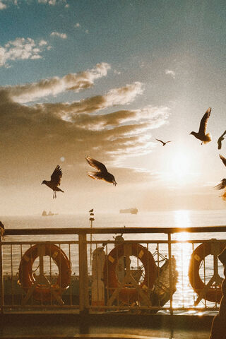 Sunset Soar: The Journey of the Ferry Seagull 🌅🕊️