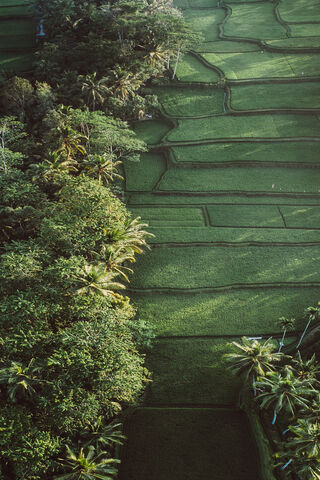 Lush Green Terraces: A Farming Paradise 🌾🌿