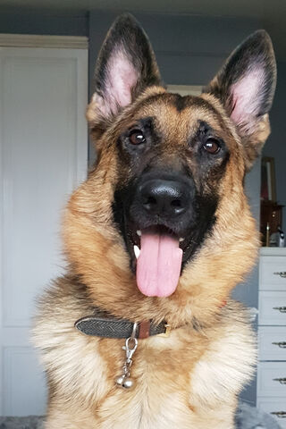 Meet the Loyal Guardian: The German Shepherd 🐾