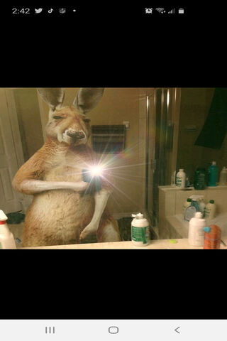 Kangaroo Selfie: A Wild Reflection! 🦘📸