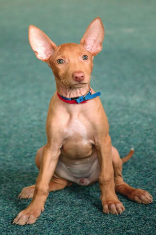 Pharaoh Hound