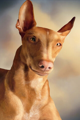 Pharaoh Hound