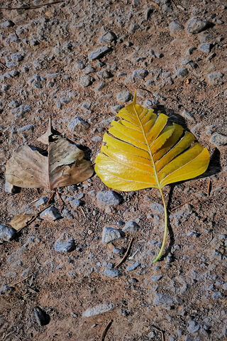 Nature's Contrast: Decay vs. Renewal 🍂🌱