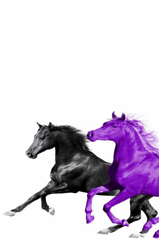 Galloping Through Seoul: A Colorful Journey