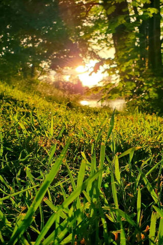 Sunset Serenade: Nature's Sauce