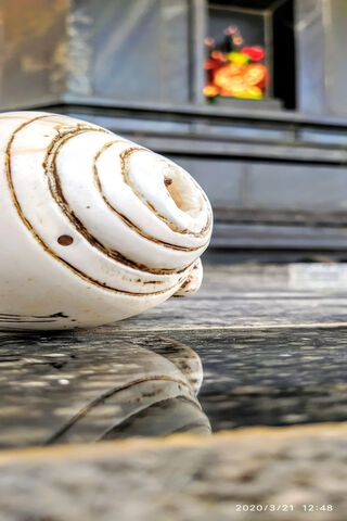Whispers of the Ocean: The Conch Shell