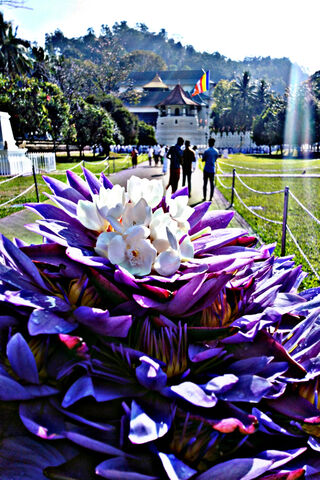 Kandy's Floral Embrace 🌸✨