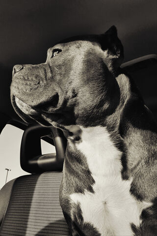 Miklo: The Loyal Companion 🐾