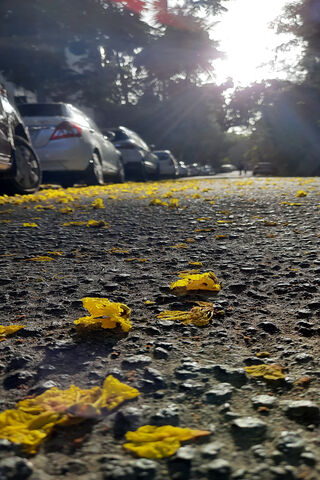 Sunlit Serenity: A Walk Through Golden Petals 🌼☀️