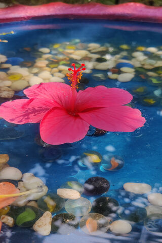 Serenity in Bloom 🌺