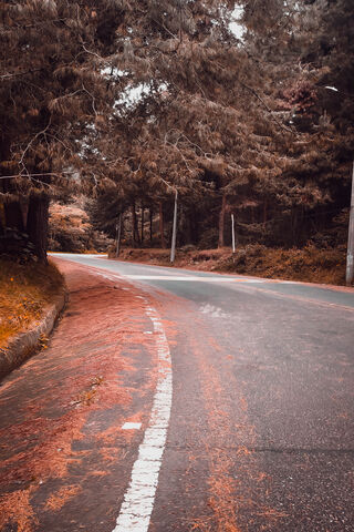Winding Path Through Nature's Embrace 🌲🚗