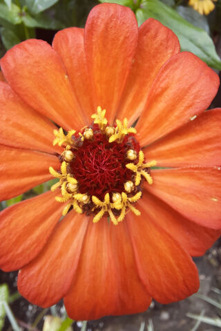 Wanderlust in Bloom 🌼✨