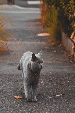 Charming British Shorthair on the Prowl 🐾
