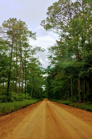 Journey Through Nature's Path 🌳🚶 
